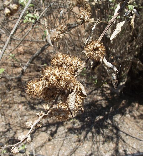 Ambrosia chenopodiifolia